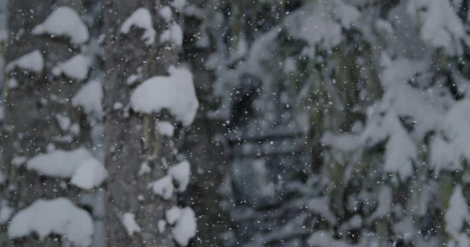 Snow falling around trees in a forest
