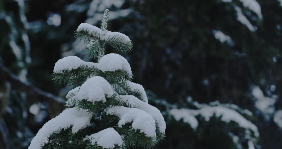 A top of an evergreen tree covered in snow during the day