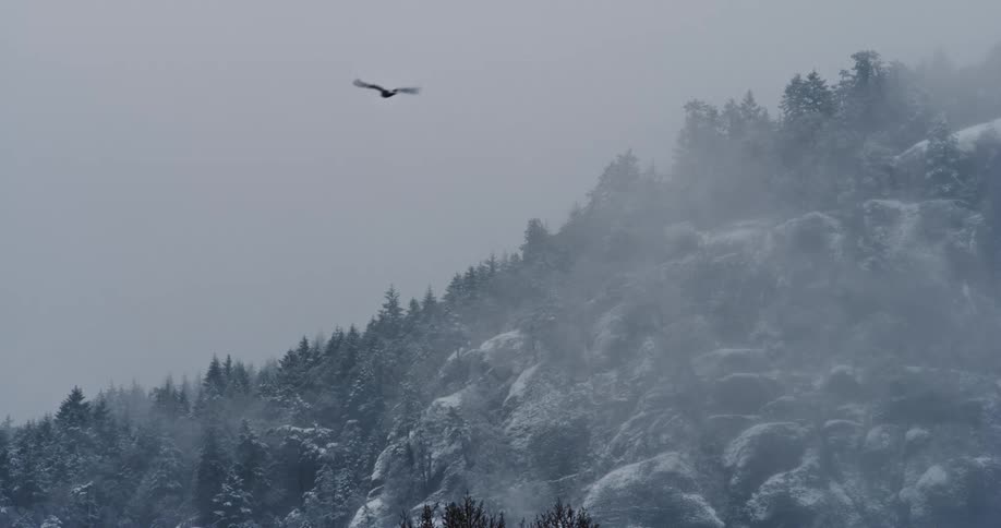 A bird flying over snowy trees in a forest on a winter day