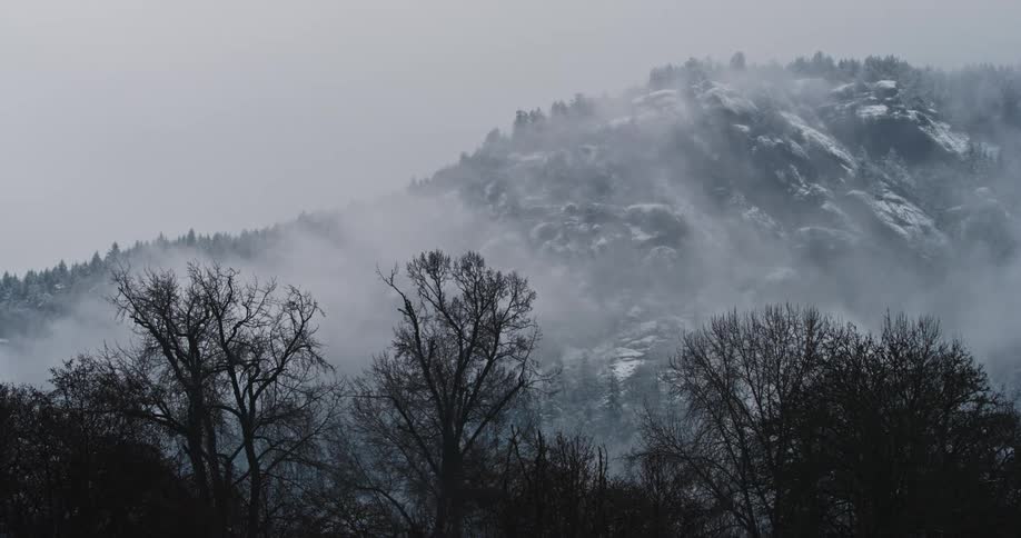 Dense fog moves over a scraggly forest in Winter