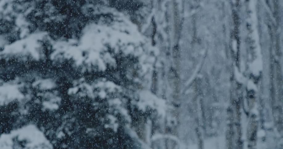 Snow falls through forest during snowstorm