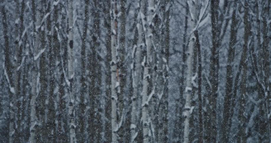 A winter blizzard displaying heavy snow falling in a forest