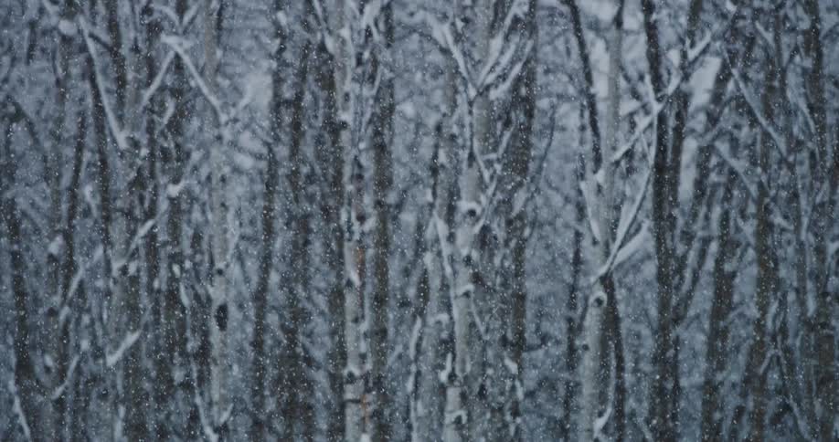 Heavy snow falls in a dense forest in winter