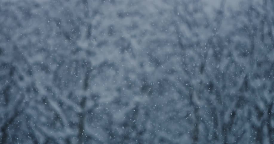 Heavy snow falling in a dark dense forest