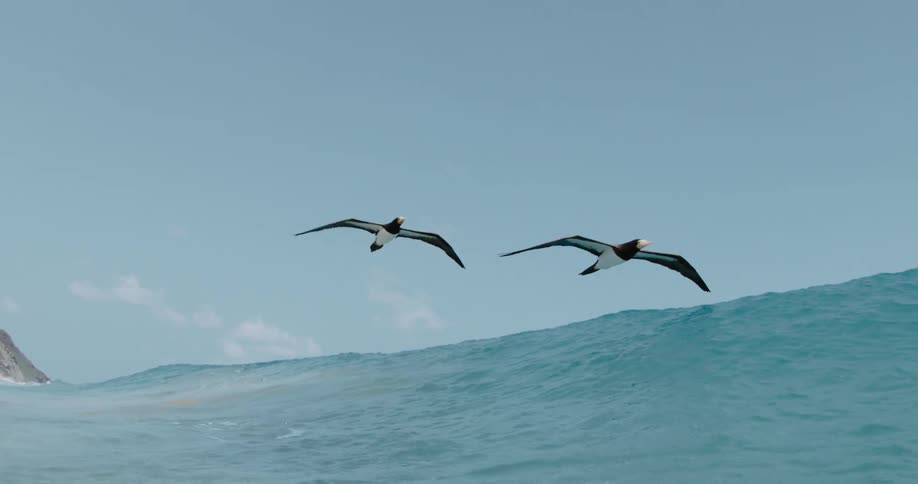 A pair of birds glide over the ocean just off the coast during the day