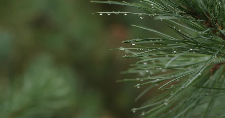 Water droplets covering pine needles on a tree in nature