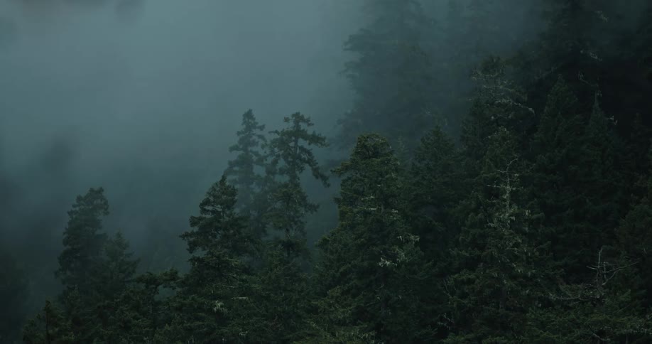 Fog moves through a forest