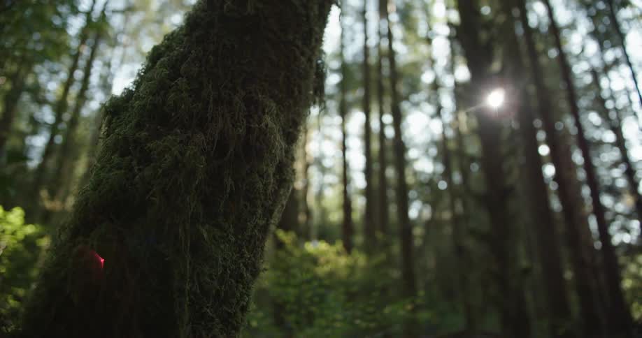 Sunlight shines through forest canopy with mossy tree in foreground