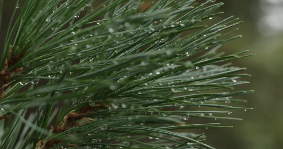 Macro water droplets hang suspended on ends of pine needles on a tree