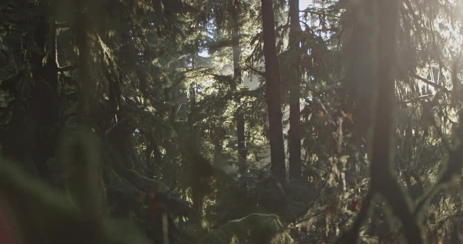 Sunlight shines through tall trees in a forest