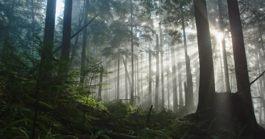 Bright sunlight peaks through tall trees in the misty woods