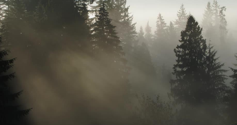 The Sun casts beams of light through a forest on a foggy morning