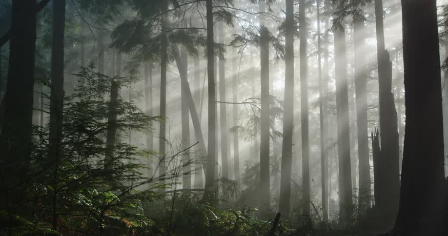 Sun rays shine through the trees of a foggy forest