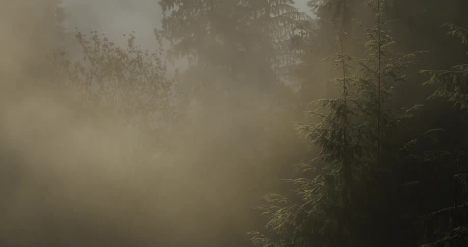 Trees in a forest are barely seen through the thick fog