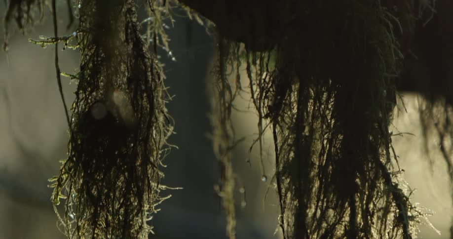 Green moss dangling from a tree branch in nature
