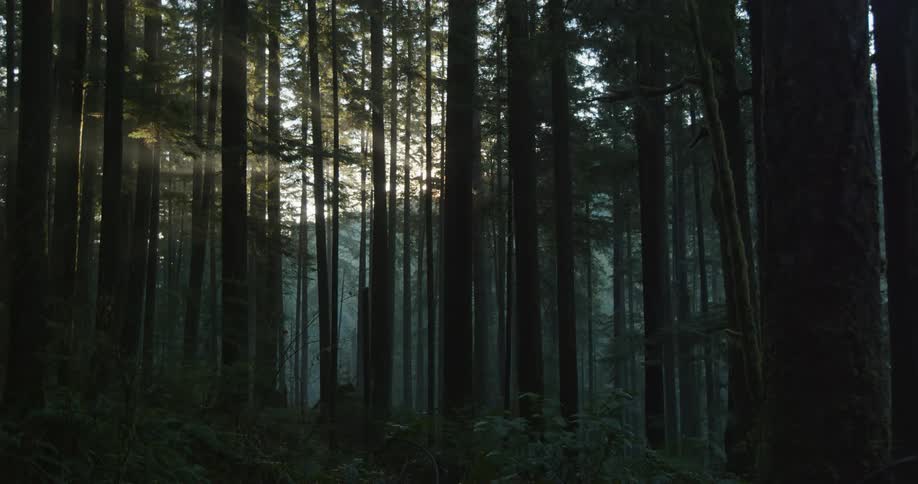 A sunset casts golden rays through a dark forest shrouded in evening mist