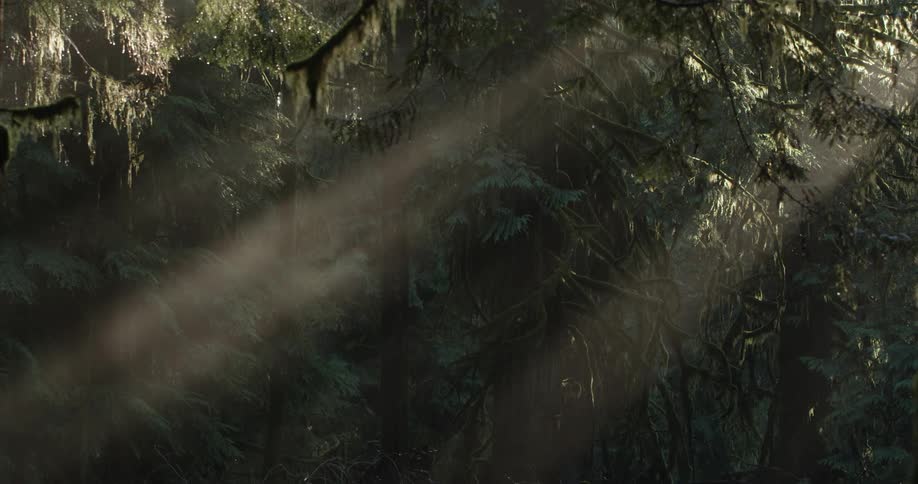 Sunlight shines through fog in the trees in a rain forest