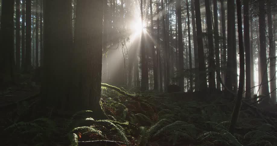 The sun is shining brightly through trees in a misty forest