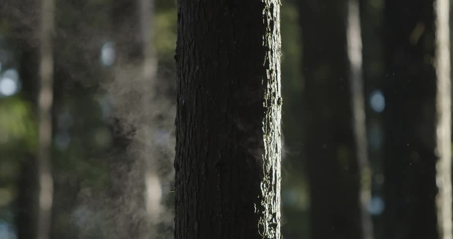 Steam rises from a tree as the morning sun hits it's surface