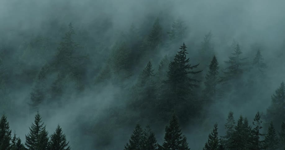 An evergreen forest shrouded in thick fog during the day