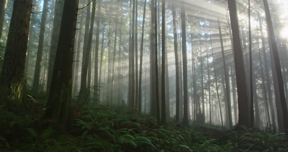 The Sun cuts golden rays through the mist, illuminating a foggy forest