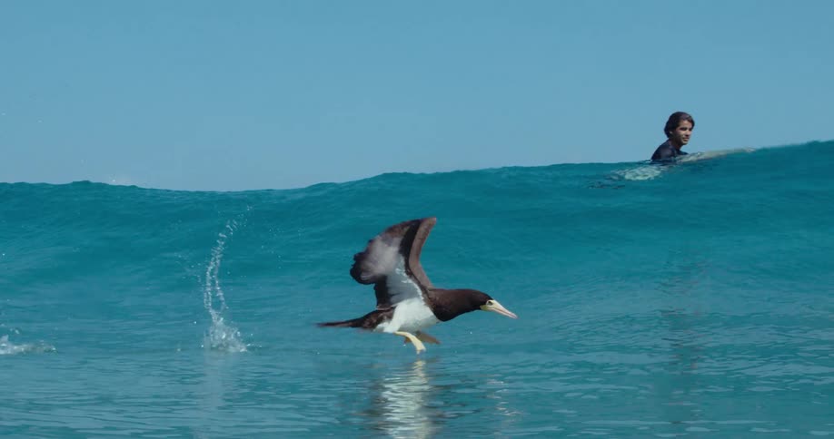 A seabird comes up out of the water and flies as someone in the water turns their head