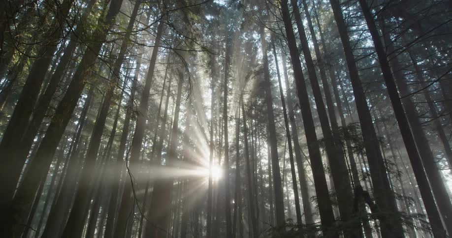 Sunlight cuts through a layer of fog hanging in a green forest