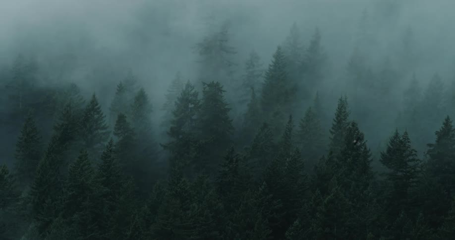 A bald eagle flies through a dark forest landscape with fog blowing in the wind
