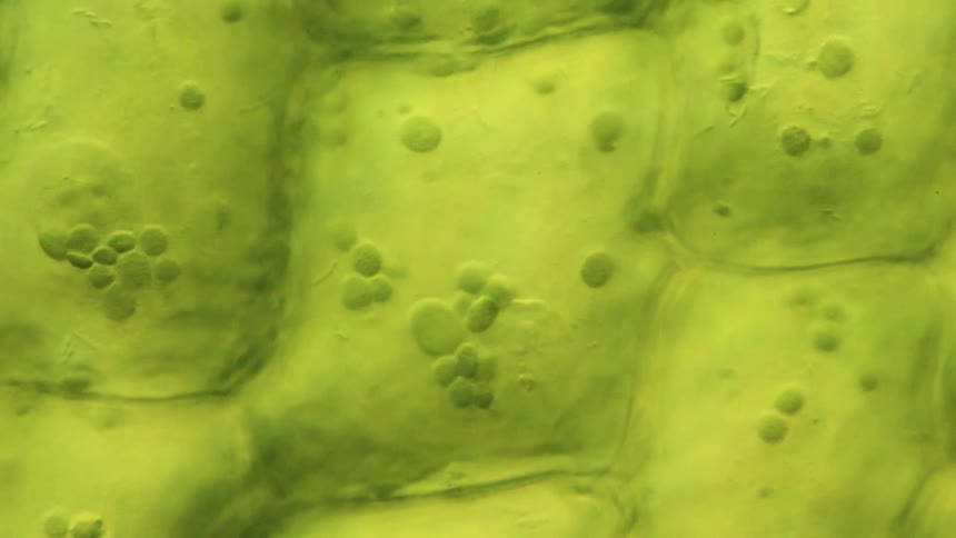 A microscope zooms out and shows green cells moving in plasma