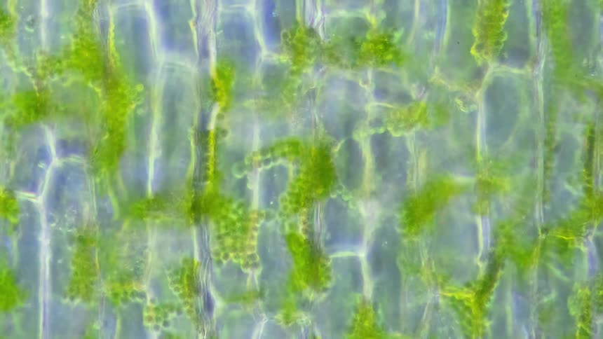 A microscope spins around a plant performing photosynthesis