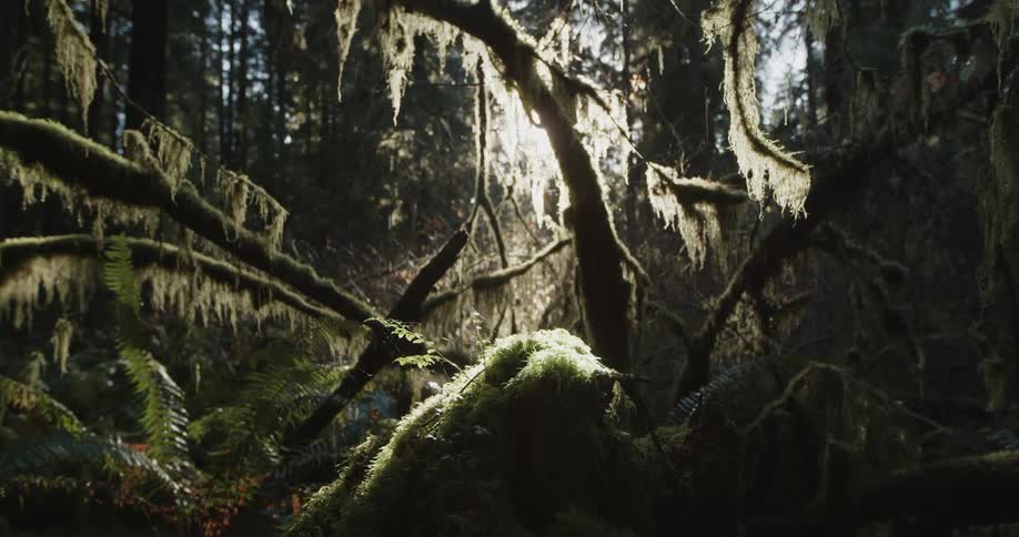 Sunlight shines through the hanging lichen in a mossy forest