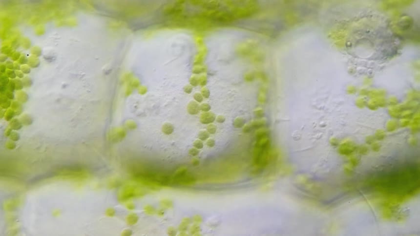 A microscope moves along a slide which shows green cells moving
