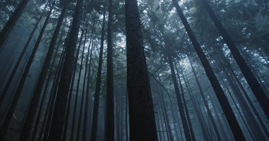 A canopy of tall trees seen on a dark foggy day