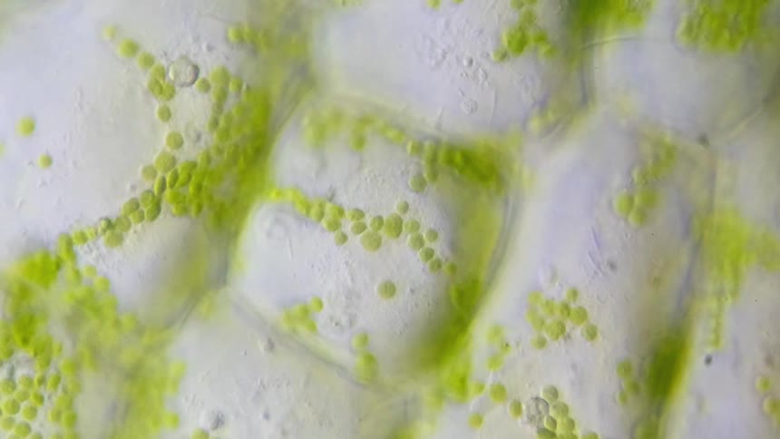 A powerful view of nature under a microscope