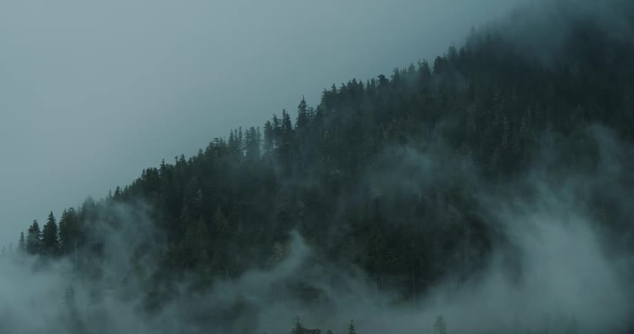 Thick fog swirls across a forested mountainside