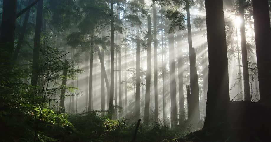 Sun rays are shining brightly through trees in a forest