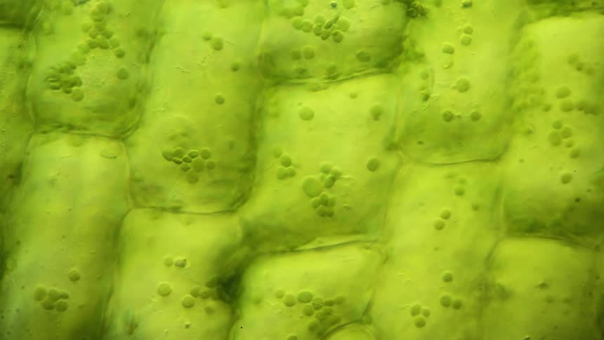 A unique view of green cells flowing inside a plant