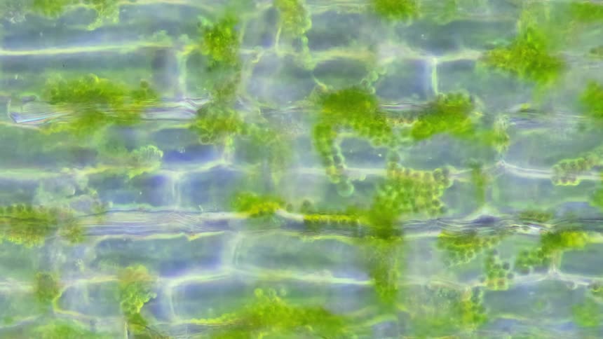 Green cells form together to create a natural shape under a microscope