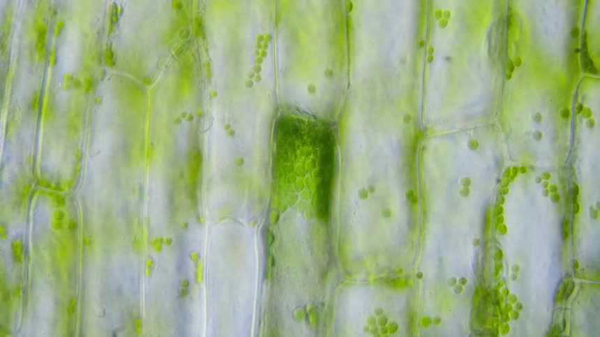 The inside of a plant shows channels of green movement under a microscope