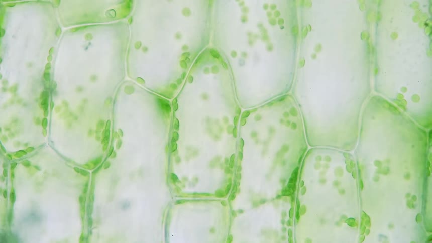 Life under a microscope, green cells performing photosynthesis