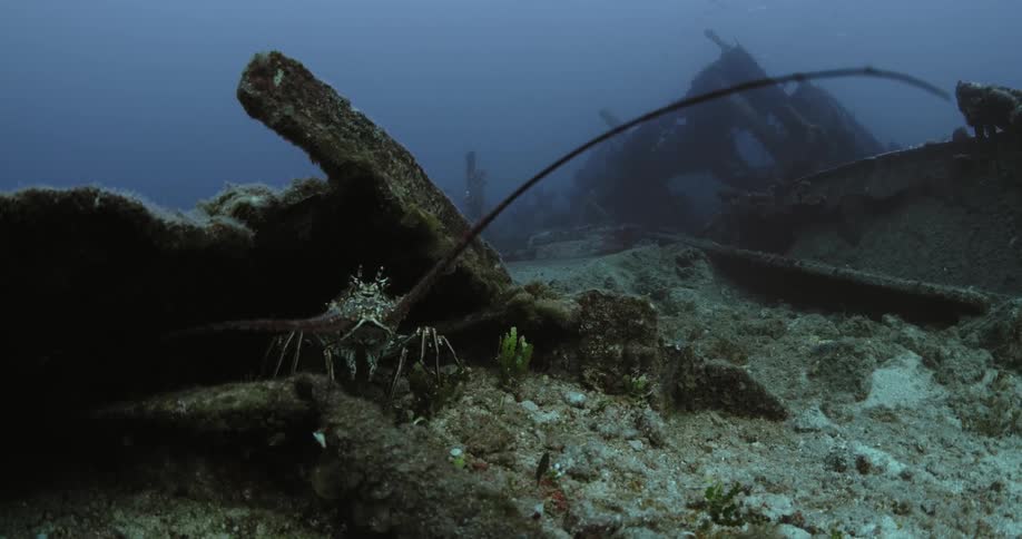 A crustacean near a shipwreck on the sea floor during the day