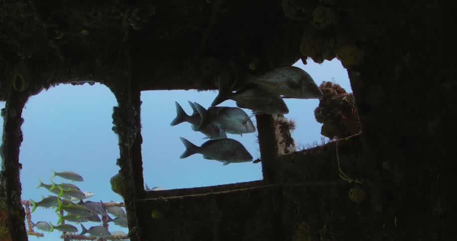 A group of fish swim in place in the wreckage of a boat on the sea floor