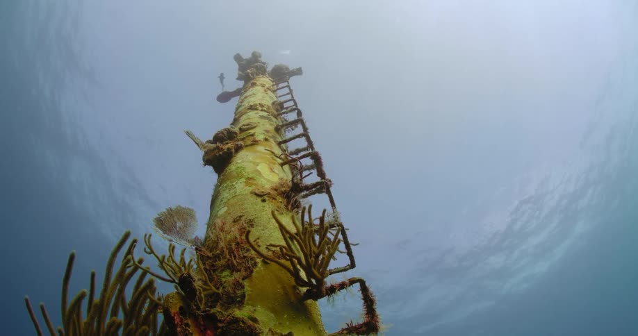 Underwater plants are growing on the ruins of a sunken ship