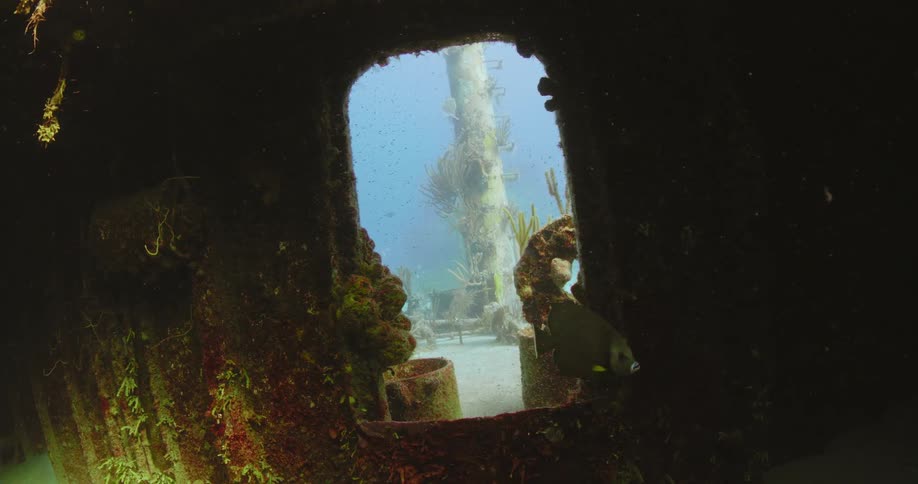 A fish is swimming inside the ruins of a sunken ship