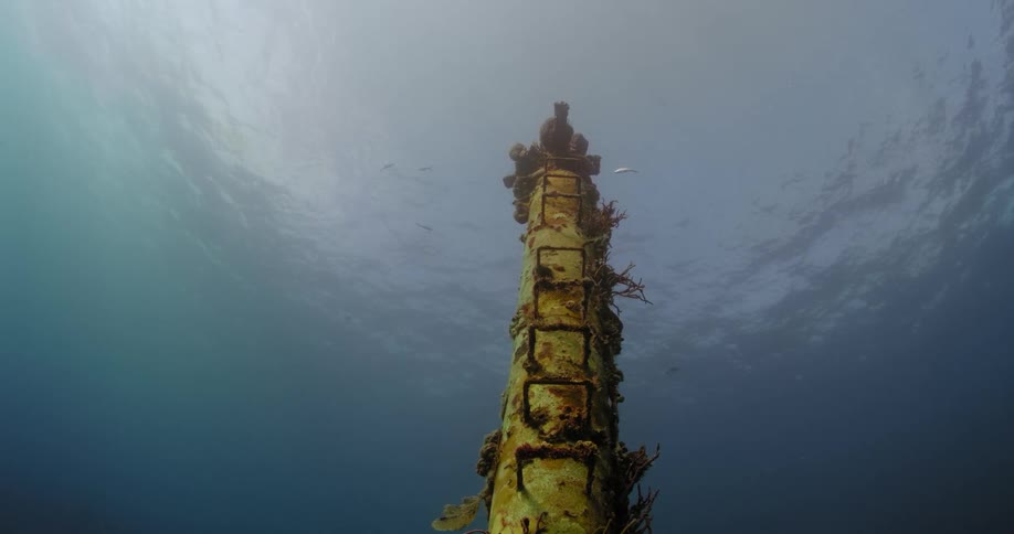 Fish swimming above near the ocean surface with a shipwreck below