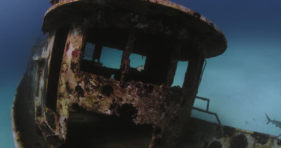 A shark swimming near a rusty shipwreck on the ocean floor