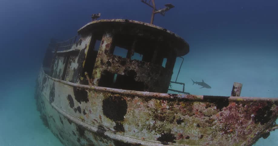 Shark swims near a rusty sunken ship at the bottom of the ocean