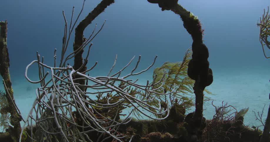Seaweed and debris on an ocean floor