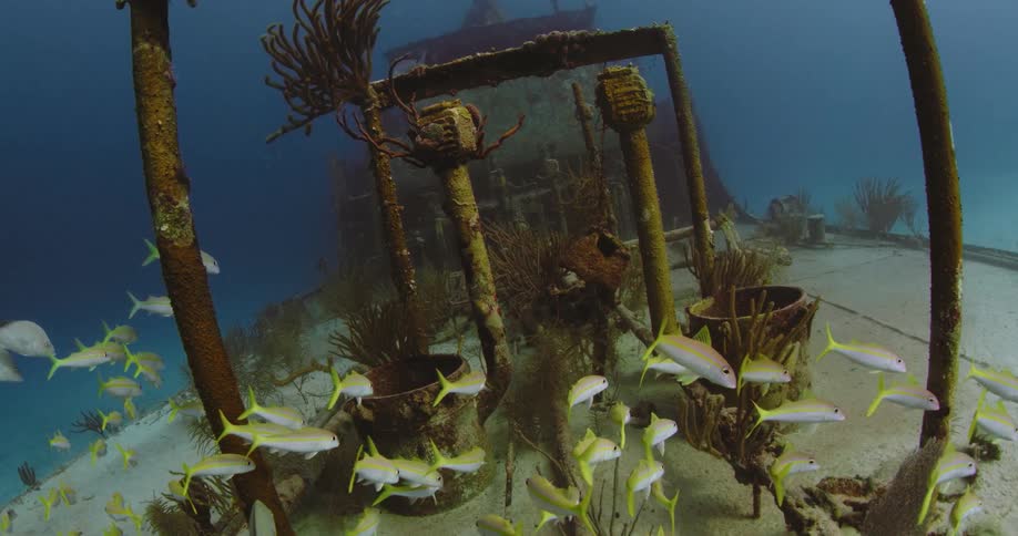 School of yellow tailed fish swim over reefmade from sunken shipwreck sitting on seafloor
