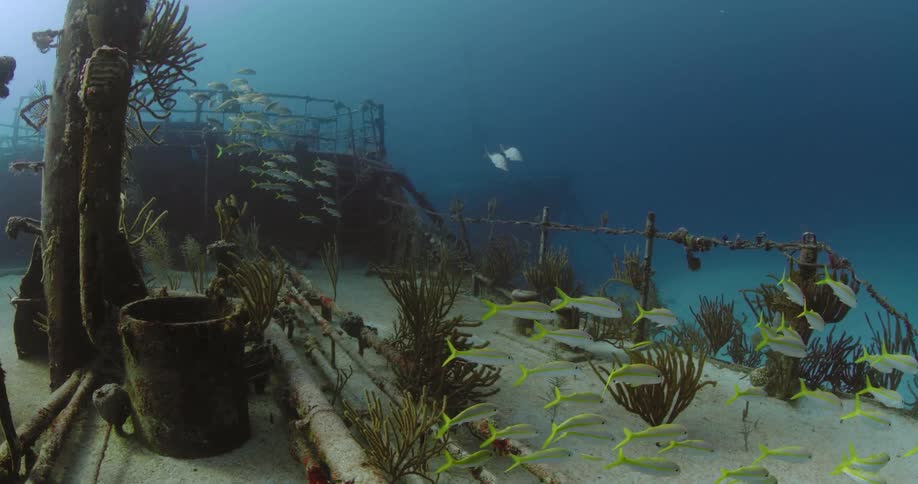 Fish swim around a sunken ship at the bottom of the ocean